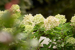 Obraz Hydrangea